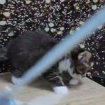 10000dhs fixed pure Maine coon with pedigree in Dubai
