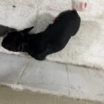 Male French Bulldog in Abu Dhabi