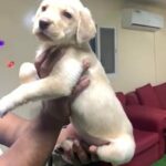 Labrador Puppy in Dubai