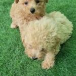 Adorable Toy Poodle Pure Breed Puppies in Dubai