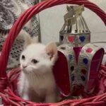 Turkish Kitten in Sharjah