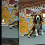 Beagle in Dubai