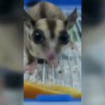 sugar glider for sale in Sharjah