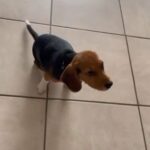 Beagle puppy Female in Abu Dhabi