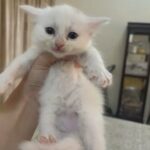 Persian Kitten in Abu Dhabi