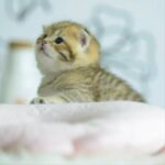 British Shorthair kittens dubai in Sharjah