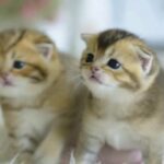 British Shorthair Kittens 7000 for 2 kittens in Sharjah