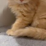 Ginger Kitten in Dubai