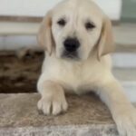 Dog For Sale in Fujairah