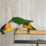 Tame 2 Year Old Black Headed Caique with Cage For Sale in Al Ain