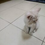 Persian mix breed cat in Sharjah