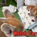 WELSH CORGI PURE BREED HOME RAISED HEALTHY PUPPIES AVAILABLE in Dubai