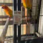 Sonconure Breeding Pair in Dubai