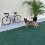 للبيع كلب انثى German in Dubai