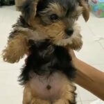 Yorkshire Terrier teacup in Abu Dhabi