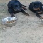 Rottweiler puppies Imported in Dubai