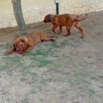 French Mastiff in Dubai