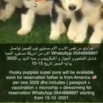 husky pure in Abu Dhabi