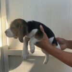 beagle/sold in Dubai