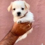 😍Malchi Maltese X Chihuahua in Dubai