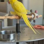 Hand Tamed, Talking 1 Year Old Yellow Ringneck in Dubai