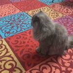 Young Persian Under 1 Years Old ,Cute ,Fluffy , Small And  Ready For Marriage (and Calm) in Abu Dhabi