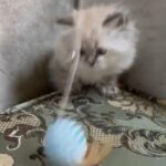 ragdoll kitten for sale in Dubai