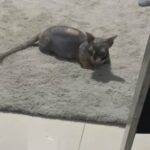 I’m Looking 👀 For Sphynx To Meet My Cat 🐱🙏🏿 in Fujairah