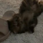 Looking For a male Pure Siberian Kitten (Different Color Than The Video) in Dubai