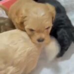 Shipoo in Dubai