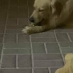 golden retriever Ukrainian male for mating  in Abu Dhabi