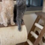 Male And Female Maincoon in Fujairah