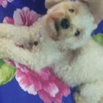 dog in Ajman