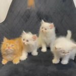Persian Kittens in Sharjah