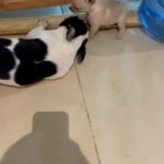 Female French Bulldog 4 Months in Dubai