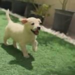 Labrador Retriever Puppy in Dubai