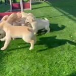 Labrador retriever For Sale in Fujairah