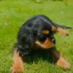 cavalier king charlse spaniel For Sale in Fujairah