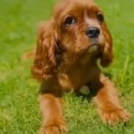 cavalier king charlse spaniel in Fujairah