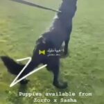 police German shepherds in Abu Dhabi