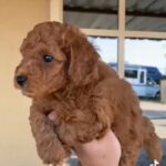 💗Red Poodle Puppies 🐩 in Dubai