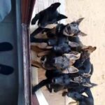 pure police line German shepherd in Abu Dhabi