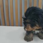 [SOLD] Yorkshire Terrier in Dubai