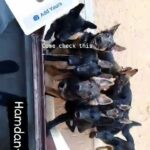 police line German shepherds in Abu Dhabi