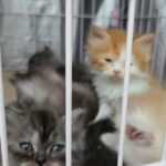 Cats for rehoming in Dubai