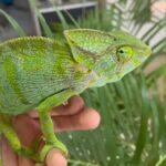 Chameleon in Al Ain