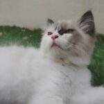 Cute female cat healthy likes to play 3 months old in Dubai