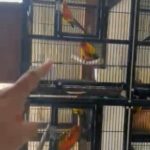 Box 24 And Box 25 Sunconure Breeding Pair in Dubai