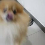 For Mating Pure Breed Male Pomeranian Bear Face in Dubai