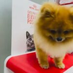 Male teacup pomeranian For Mating in Dubai
